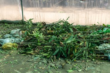Loquat meyve ağaçları bahçe merkezinde filizleniyor.