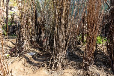 Kayısı, şeftali ve erik kökleri bitki yetiştirme odasında meyve ağaçları.