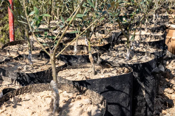 植物苗圃橄榄苗木嫁接的封堵 — 图库照片
