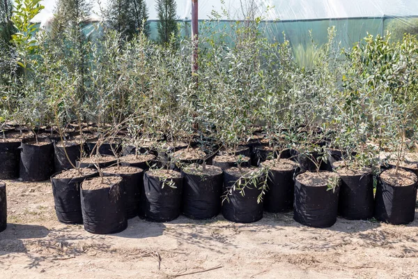 Olive plants in large grow bags