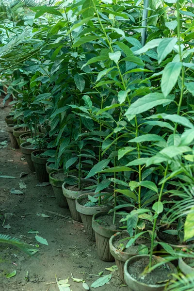 保育園のアボカド鉢植え — ストック写真