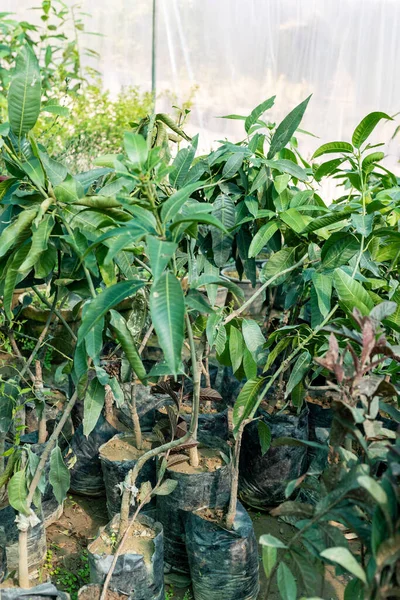 Mango plant saplings at garden center for sale
