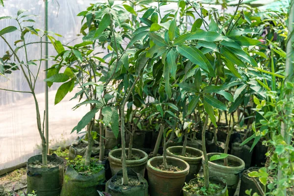 Árboles Jóvenes Mango Que Crecen Una Maceta Listos Para Ser — Foto de Stock