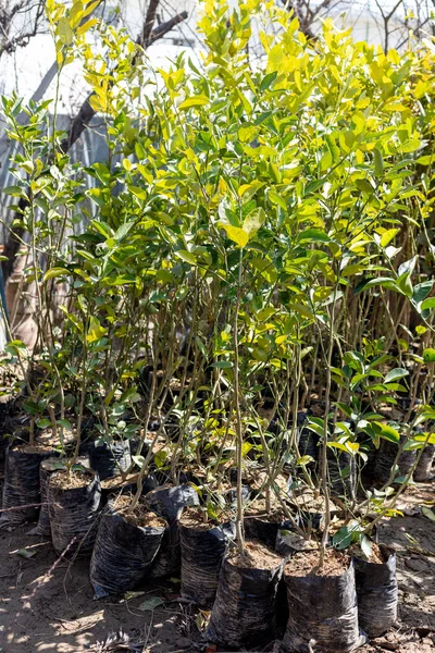 Citrusplantor Till Salu Plantskolor — Stockfoto