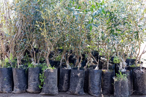 Маленькие Оливковые Растения Пластиковых Пакетах Крупным Планом — стоковое фото