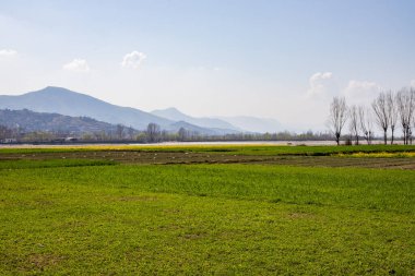 Pakistan, SWAT Vadisi 'ndeki yemyeşil tarlalarda güneşli bir gün.