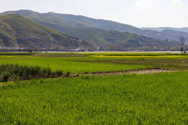 stock image Panorama view of green fields in spring agricultural cereal crop background