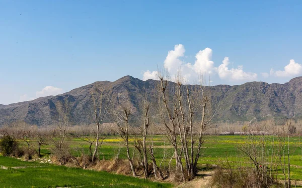 山と青空を背景に春の緑の野 — ストック写真