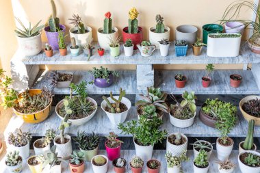 Bitki tezgahında saksı içinde sulu ve kaktüs.