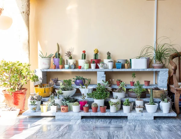 Szukkulensek Kaktusznövények Gyűjteménye Cserépben Egy Márványállványon Fénymásoló Hellyel Kaktusz Szerető — Stock Fotó