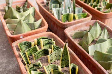 Yılan bitkilerinin farklı çeşitleri tencerelerde yaprak kesiyor.