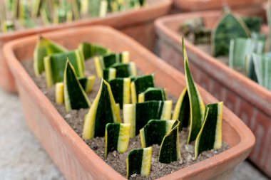 Sansevieria tirfasciata saksılardaki yaprak kesimleriyle çoğalıyor. Seçici odak