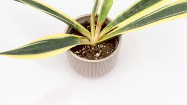 Sansevieria Trifasciata siyah altın kök bitkisi beyaz arka planda izole