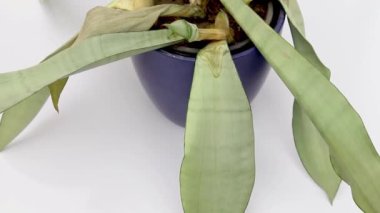 Sansevieria Trifasciata ay ışığı bitkisi.