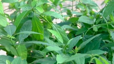 Avokado fidanları seraya yakın görüntüde