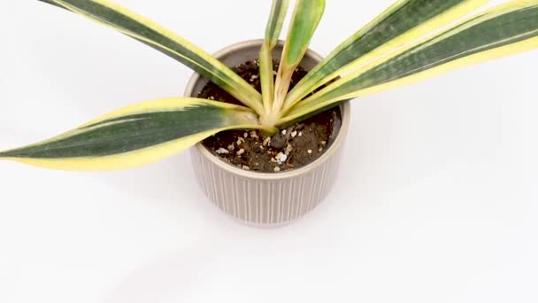 金银花黑根腐烂植物 从白色背景分离出来 — 图库视频影像