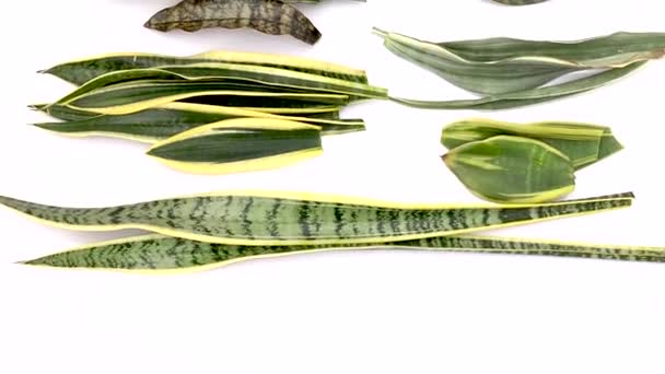様々な種類のヘビの植物の葉 — ストック動画
