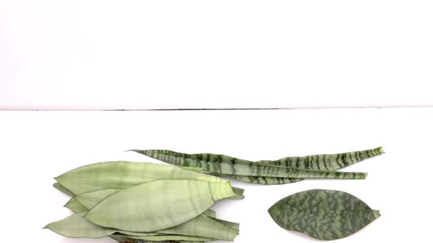 Sanseviera Serpent Plante Mélange Variété Feuilles Boutures — Video