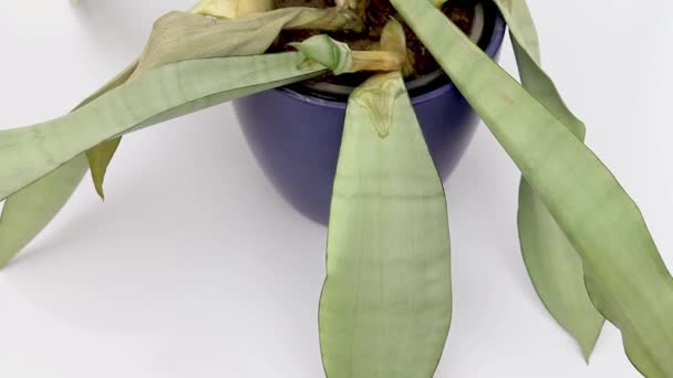 Sansevieria Trifasciata Moonshine Slang Plant Stervende Plant Bovenaanzicht — Stockvideo