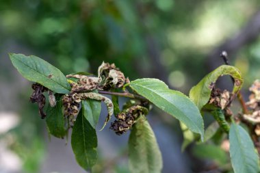 Yaprak kıvrımlı şeftali ağacı taphrina deformans hastalığı