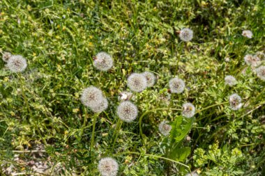 Karahindiba tarlalarda çiçek açıyor.
