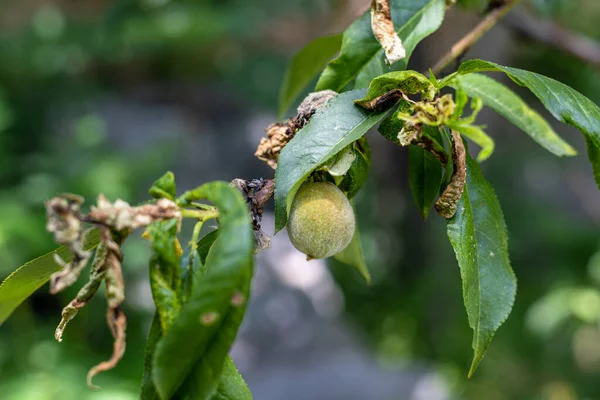 葉は果実と桃の木に病気を攻撃カールします 選択的焦点 — ストック写真