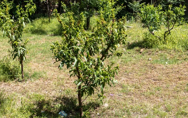 Peach fruit tree infected with leaf curl disease