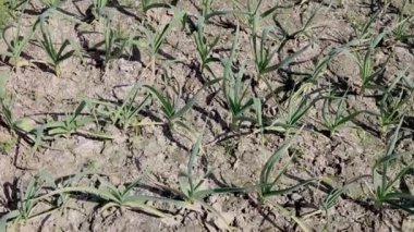 Güneşli bir günde tarlada sarımsak mahsulü