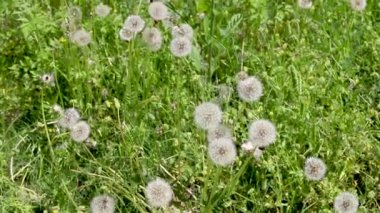 Tarlalarda çiçek açan karahindiba manzarası.