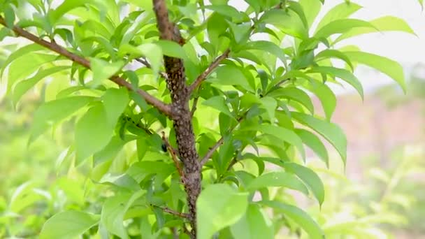Schaal Mealybugs Een Pruimenfruitboom — Stockvideo