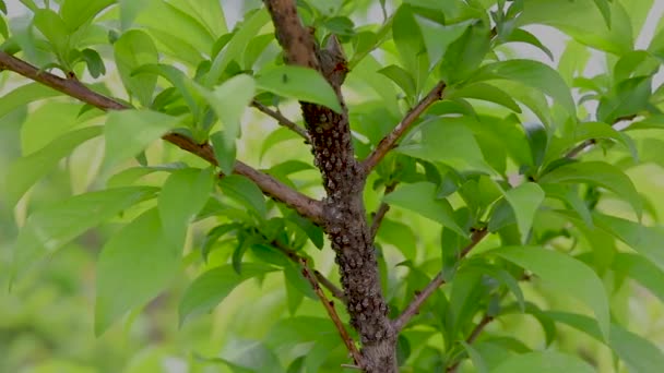 Ongedierte Aanval Een Pruim Fruitboom — Stockvideo