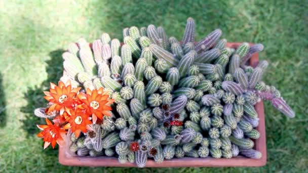 Echinopsis Chamaecereus Cactus Maní Flor Vista Ángulo Alto Primavera — Vídeo de stock