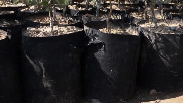 植物苗圃中的橄榄小植物 — 图库视频影像