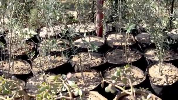 Unga Olivträd Odlingspåsar Närbild Tävlar Olivolja Små Växter Till Salu — Stockvideo