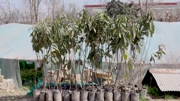 Loquat Small Plants Plastic Bags Sale Garden Center Store — Stock Video