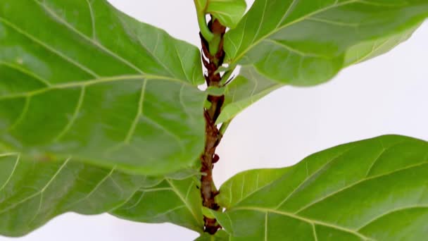Ficus Lyrata Planta Pote Barro Fundo Branco Foco Seletivo — Vídeo de Stock
