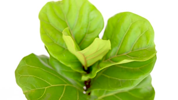 Ficus Lyrata Planta Vista Superior Sobre Fundo Branco — Vídeo de Stock