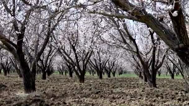 春にアプリコットの果樹園を開花させる — ストック動画
