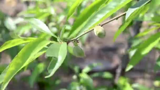 Amêndoas Verdes Nos Galhos Das Amendoeiras — Vídeo de Stock
