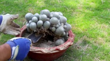 Büyük bir mammillaria kökünü çömlekten çıkarıyorum.