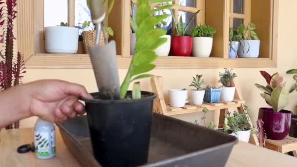 Pulling Out Zamiculcas Zamiifolia Plant Pot — Stock Video