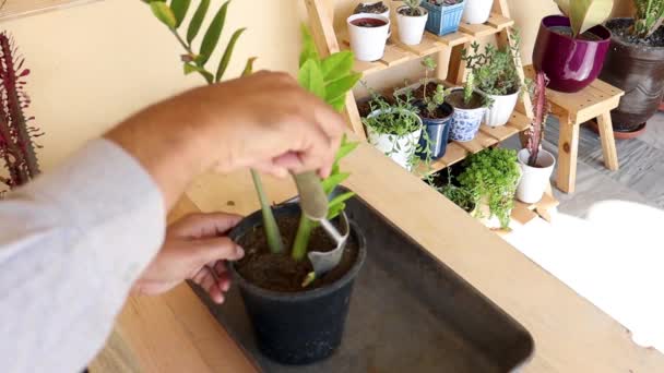 Scavando Pianta Zamioculca Zamiifolia Con Radici Trapiantarla Nel Nuovo Vaso — Video Stock