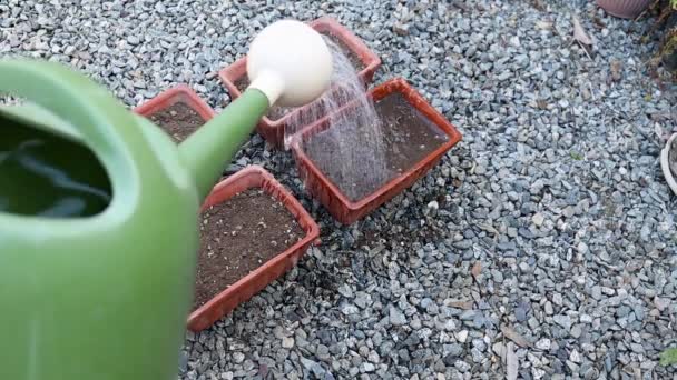 用水壶浇灌播种的种子 — 图库视频影像