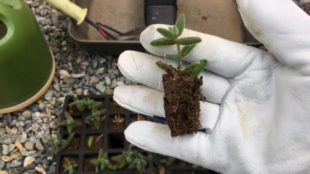 Delosperma Echinatum Kleine Plant Met Wortels Grond Hand — Stockvideo