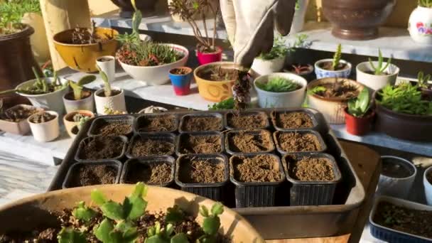Separar Schlumbergera Recién Propagada Vista Primer Plano Cactus Navidad — Vídeos de Stock