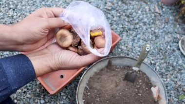 Gladiolus ampullerini elinde tutarken yakın çekim görüntüsü