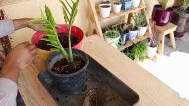 İlkbaharda çömleğe zamioculcas zamiifolia bitkisi ekiyorum. Bitki nakli konsepti.