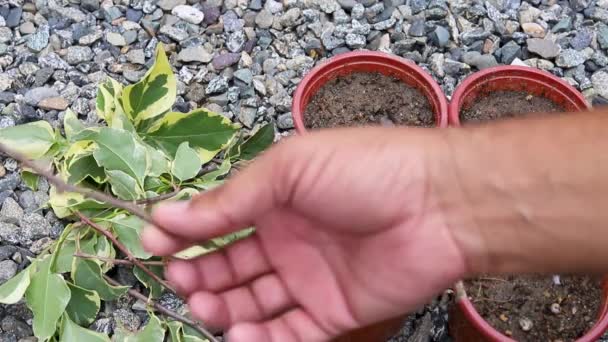 Groeiende Bougainvillea Nieuwe Planten Van Stekken — Stockvideo