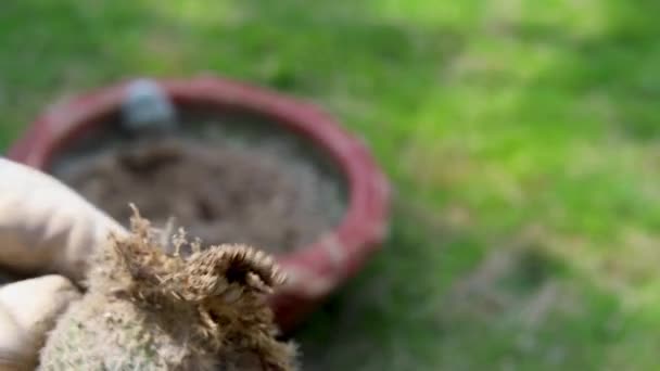 Mammillaria Raízes Apodrecimento Cacto Segurando Mão Closeup — Vídeo de Stock