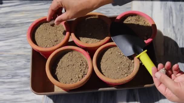 ポットにカラジウム球根を植える — ストック動画